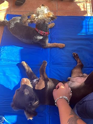 Alfombra Fría para Mascotas Chillz
